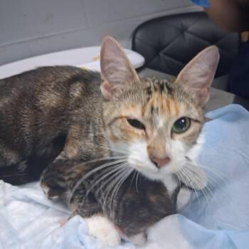 Apple -  Domestic Short Hair Cat for Adoption in Summerville, South Carolina - Apple | PetCurious