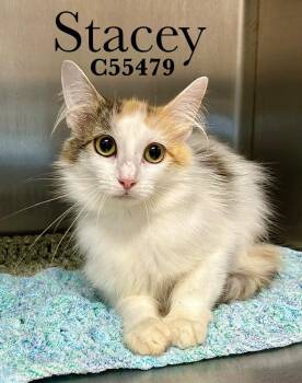 Stacey -  Domestic Medium Hair Cat for Adoption in Clarksville, Tennessee - Stacey | PetCurious