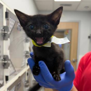 Talia (8) -  Domestic Short Hair Cat for Adoption in Marshall, Texas - Talia (8) | PetCurious