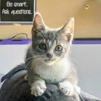 Mayzie -  Domestic Short Hair Cat for Adoption in Wheaton, Illinois - Mayzie | PetCurious