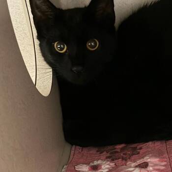 Lone Pine One -  Domestic Short Hair Cat for Adoption in Durango, Colorado - Lone Pine One | PetCurious