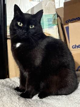 Domestic Short Hair Cats Available for Adoption - Hattie | PetCurious
