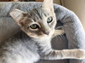 Rescue Tabby Cats for Adoption in Alameda, California - Grazie | PetCurious