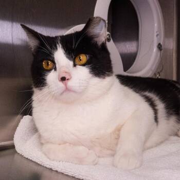 Domestic Short Hair Cats Available for Adoption in Seattle, Washington - Kettle Morris | PetCurious