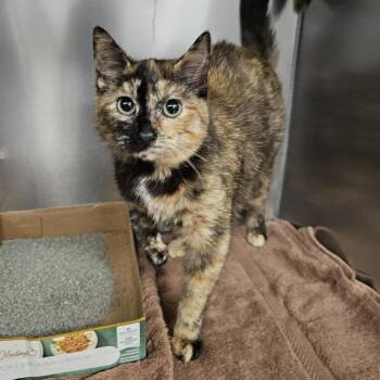 Domestic Short Hair Cats Available for Adoption - Jellybean | PetCurious