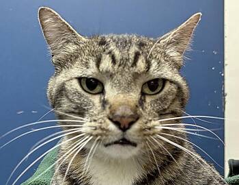 Domestic Short Hair Cats Available for Adoption in Columbus, Indiana - Elvis Purrsley (FIV +) | PetCurious