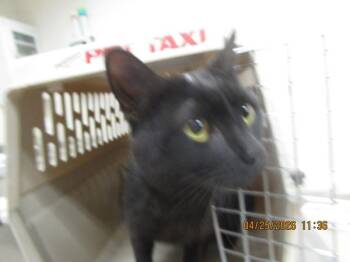 Domestic Short Hair Cats Available for Adoption in Marietta, Georgia - Bruno (604) | PetCurious