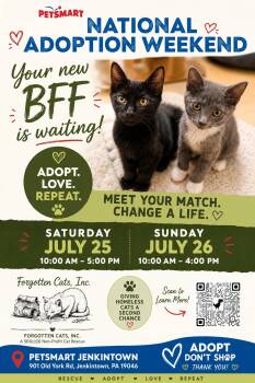 Jenkintown PetSmart Adoption Event July 25/26 -  Domestic Short Hair Cat for Adoption in Greenville, Delaware - Jenkintown PetSmart Adoption Event July 25/26 | PetCurious