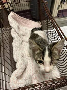 DEMITRI -  Domestic Short Hair Cat for Adoption in Long Beach, California - DEMITRI | PetCurious