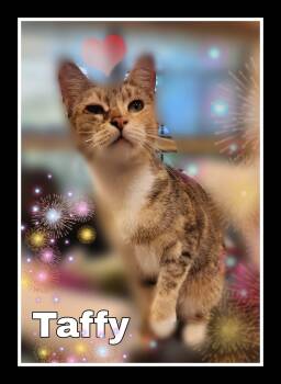 Rescue Domestic Short Hair Cats for Adoption in Silver Springs, Florida - TAFFY | PetCurious