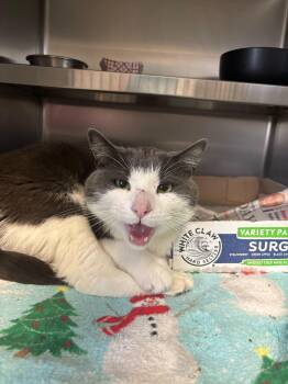 Domestic Short Hair Cats Available for Adoption in Manchester, New Hampshire - Weather Boy | PetCurious