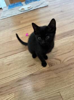 FRY -  Domestic Short Hair Cat for Adoption in Broomfield, Colorado - FRY | PetCurious