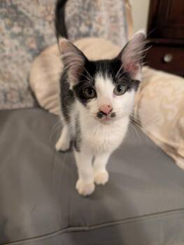 Reagan -  Domestic Short Hair Cat for Adoption in Oviedo, Florida - Reagan | PetCurious