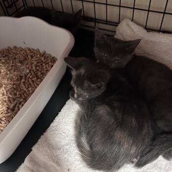 Mozart (C000-197) - Chino Hills Location -  Domestic Short Hair Cat for Adoption in Chino Hills, California - Mozart (C000-197) - Chino Hills Location | PetCurious