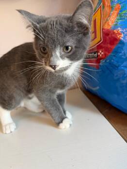 Domestic Short Hair Cats Available for Adoption - Baby Boy Looking For A Playmate.  | PetCurious