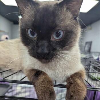 Picasso -  Siamese Cat for Adoption in Springfield, Missouri - Picasso | PetCurious