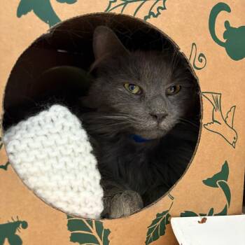Cobalt -  Domestic Medium Hair Cat for Adoption in Fairport, New York - Cobalt | PetCurious