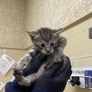 Yankee (Blue collar) -  Domestic Short Hair Cat Available for Adoption in Winston-salem, North Carolina - Yankee (Blue Collar) | PetCurious