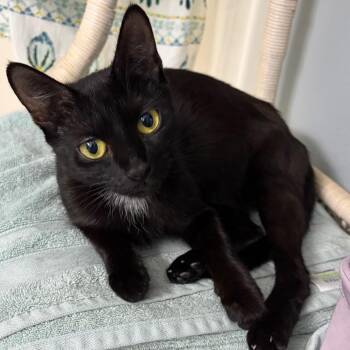 Leota (Aurora) -  Domestic Short Hair Cat for Adoption in NEW PT RICHEY, Florida - Leota (Aurora) | PetCurious