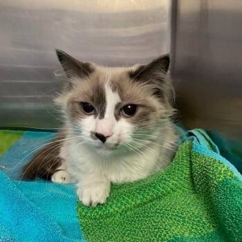 Suede -  Siamese and Domestic Short Hair Cat for Adoption in Hawthorne, California - Suede | PetCurious