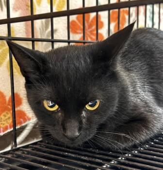 Jasmine -  Domestic Short Hair Cat for Adoption in Springfield, Georgia - Jasmine | PetCurious
