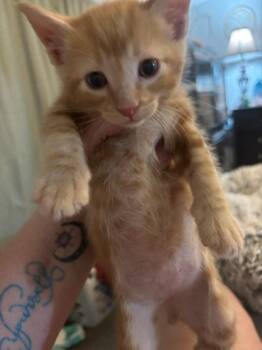 Kian -  Domestic Short Hair Cat for Adoption in Richland Hills, Texas - Kian | PetCurious
