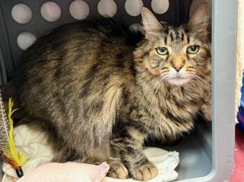 Rescue Domestic Medium Hair Cats for Adoption in New York, New York - Raymond | PetCurious