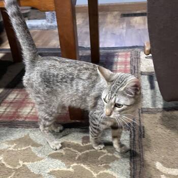Rescue Domestic Short Hair Cats for Adoption in Bentonville, Arkansas - Sansa Stark | PetCurious