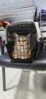 Cake -  Domestic Short Hair Cat for Adoption in Kinston, North Carolina - Cake | PetCurious