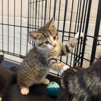 Famous Amos -  Domestic Short Hair Cat for Adoption in Parkersburg, West Virginia - Famous Amos | PetCurious