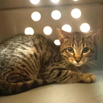 Kairi -  Domestic Short Hair Cat for Adoption in San Pablo, California - Kairi | PetCurious