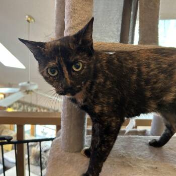 SUGAR -  Tortoiseshell Cat for Adoption - SUGAR | PetCurious