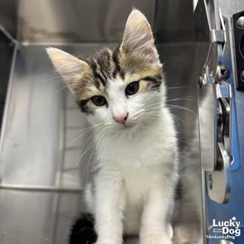 Domestic Short Hair Cats Available for Adoption in Washington, District Of Columbia - Bullet | PetCurious