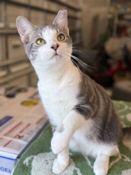 Rescue Domestic Short Hair Cats for Adoption in Sunrise, Florida - Miles | PetCurious