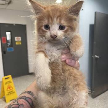 Lock -  Domestic Medium Hair Cat for Adoption in Port Charlotte, Florida - Lock | PetCurious