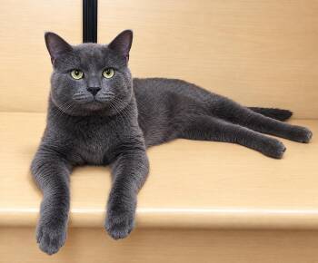 Rocco -  Domestic Short Hair Cat for Adoption in Port Barrington, Illinois - Rocco | PetCurious