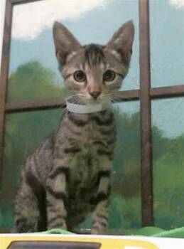 ESPEON -  Domestic Short Hair Cat for Adoption in Houston, Texas - ESPEON | PetCurious