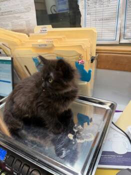 Domestic Long Hair Cats Available for Adoption in Algona, Iowa - STORM | PetCurious