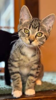 Rescue Domestic Short Hair Cats for Adoption in Trenton, New Jersey - Virgil | PetCurious