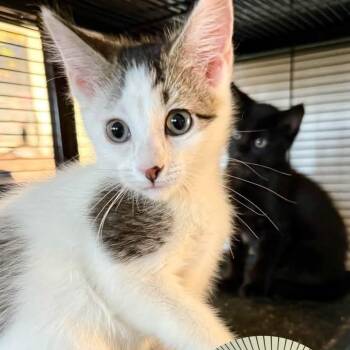 Daisy -  Domestic Short Hair Cat for Adoption in Richmond, Missouri - Daisy | PetCurious