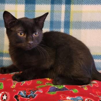 Felipe -  Domestic Short Hair Cat for Adoption in Alpine, Texas - Felipe | PetCurious