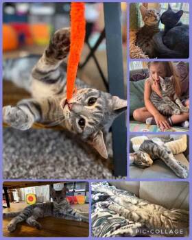 Sparkler -  Domestic Short Hair Cat for Adoption in Newberg, Oregon - Sparkler | PetCurious