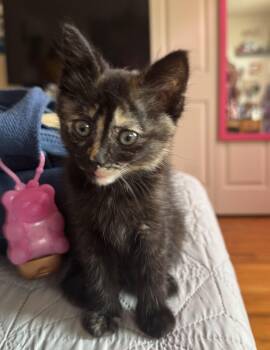 Essie -  Tortoiseshell Cat for Adoption in Midland, Michigan - Essie | PetCurious