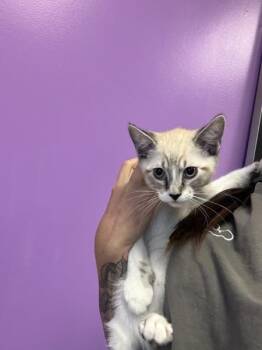 *Goblin Gary* -  Domestic Short Hair Cat for Adoption in Salt Lake City, Utah - *Goblin Gary* | PetCurious