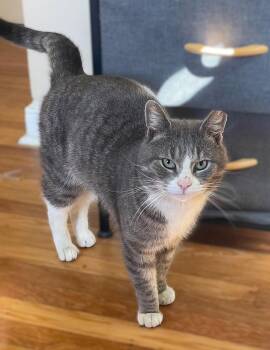 Domestic Short Hair Cats Available for Adoption in Sterling, Massachusetts - Singler 1 Year Male AVAILABLE 4/15 | PetCurious