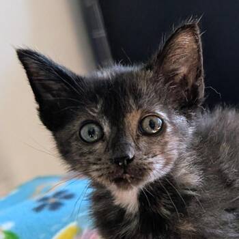 Potato Salad -  Domestic Short Hair Cat for Adoption in Ottawa, Kansas - Potato Salad | PetCurious