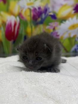 Domestic Short Hair Cats Available for Adoption in San Antonio, Texas - Donnie | PetCurious