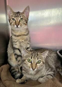 Rescue Domestic Short Hair Cats for Adoption in Annapolis, Maryland - Jazzie | PetCurious