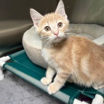 The Flying Dutchman -  Domestic Short Hair Cat for Adoption in Waynesville, North Carolina - The Flying Dutchman | PetCurious