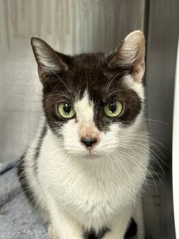 Rescue Domestic Short Hair Cats for Adoption in Fort Lauderdale, Florida - RORY | PetCurious